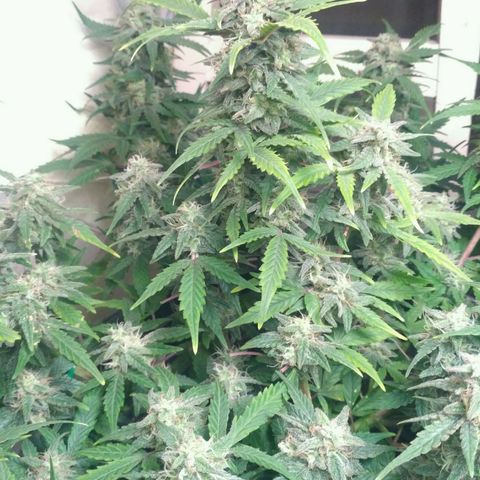 LSD growlog timeline photo