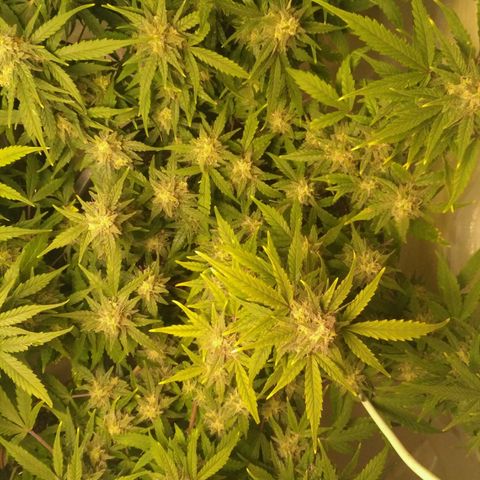 LSD growlog timeline photo
