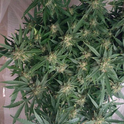 Tutankhamon growlog timeline photo