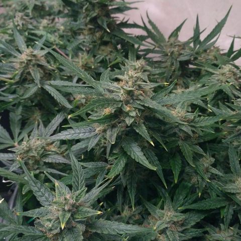 Tutankhamon growlog timeline photo