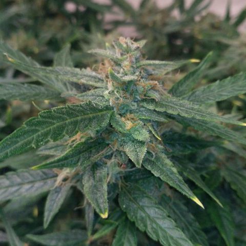 Tutankhamon growlog timeline photo