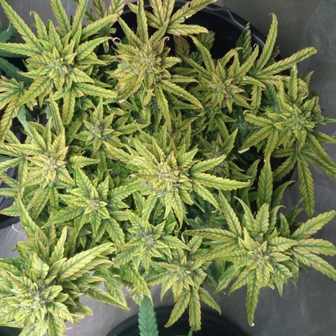 Satori growlog timeline photo