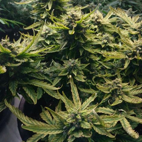 Satori growlog timeline photo
