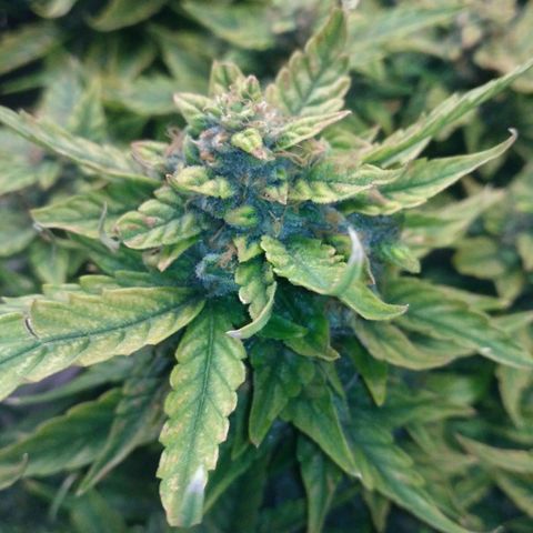 Satori growlog timeline photo