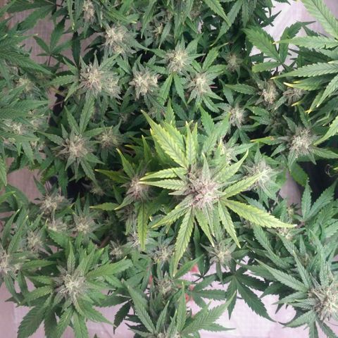 LSD growlog timeline photo