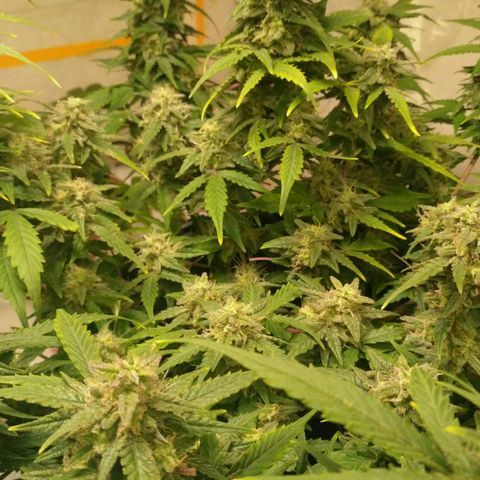 LSD growlog timeline photo