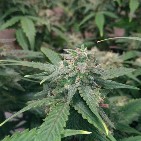 LSD growlog timeline photo