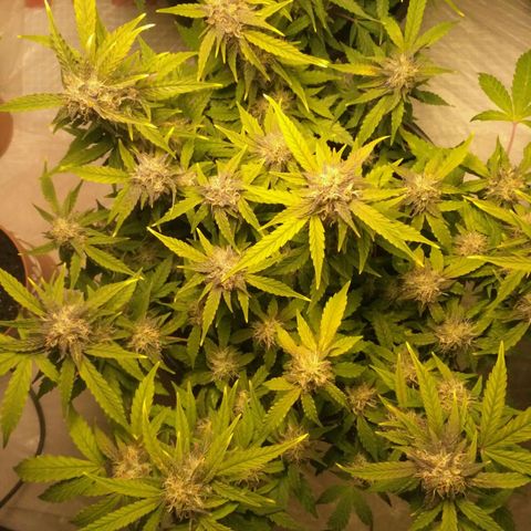 AK 47 Auto growlog timeline photo