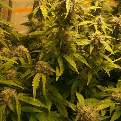 AK 47 Auto growlog timeline photo
