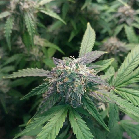 AK 47 Auto growlog timeline photo