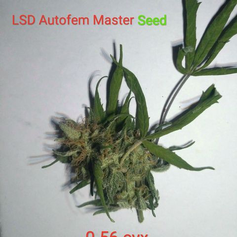 LSD growlog timeline photo