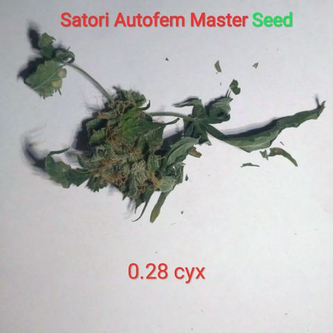 Satori growlog timeline photo