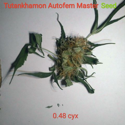 Tutankhamon growlog timeline photo