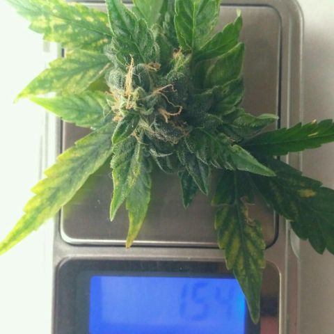 Satori growlog timeline photo