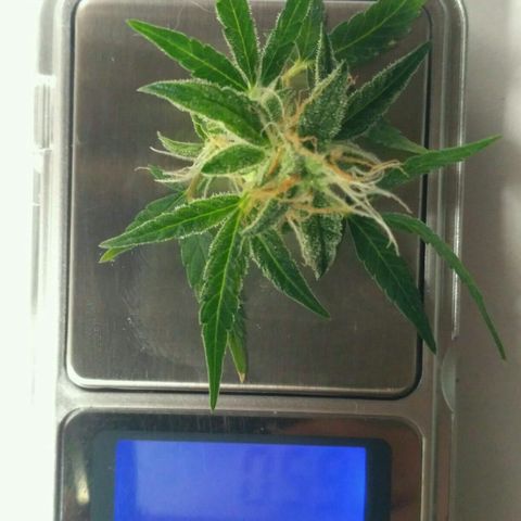 Tutankhamon growlog timeline photo