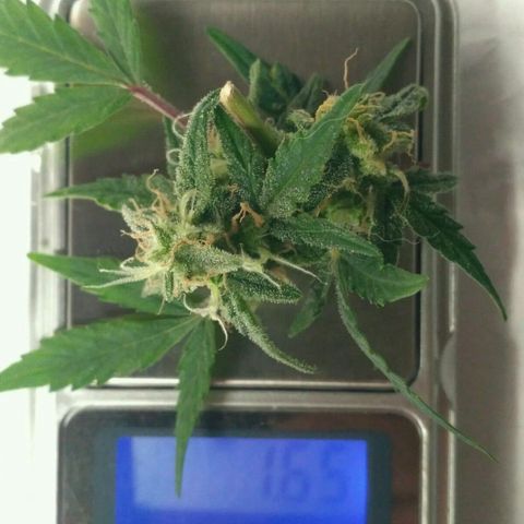 LSD growlog timeline photo