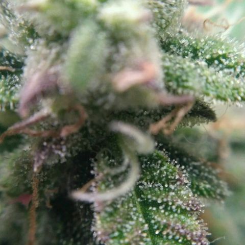 LSD growlog timeline photo