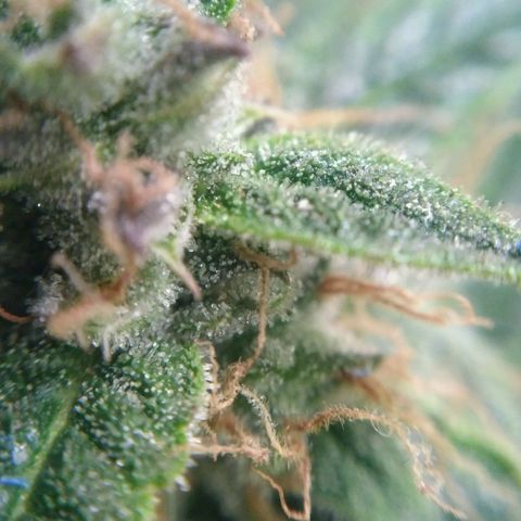 Tutankhamon growlog timeline photo