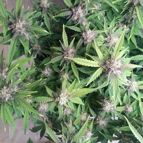 AK 47 Auto growlog timeline photo
