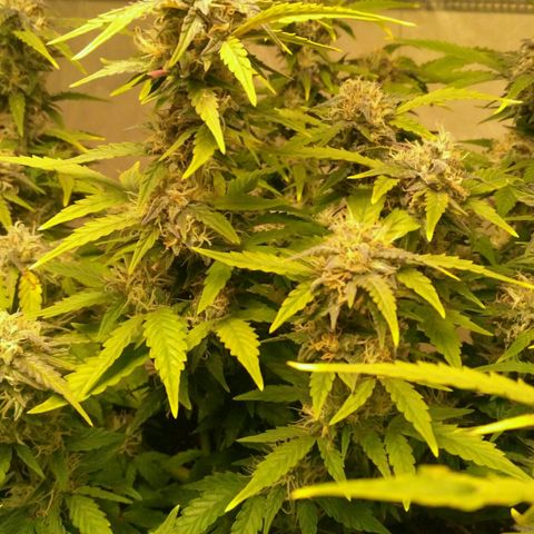 AK 47 Auto growlog timeline photo