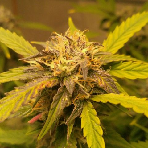 AK 47 Auto growlog timeline photo