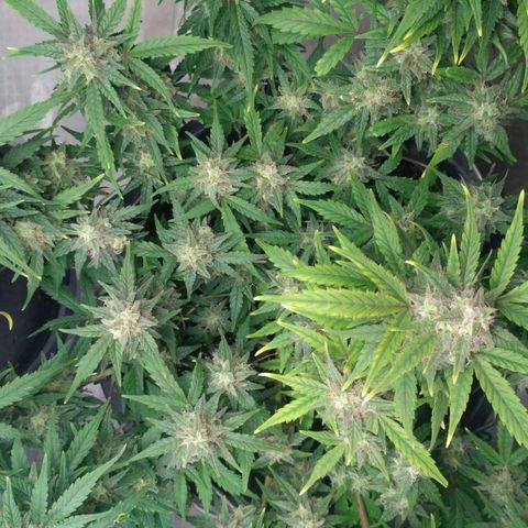 LSD growlog timeline photo