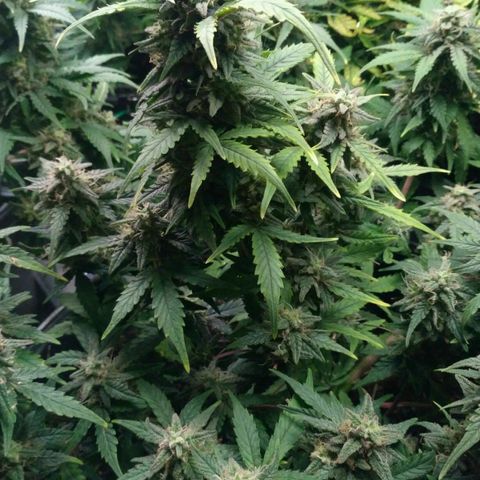 LSD growlog timeline photo
