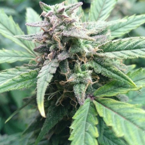 LSD growlog timeline photo