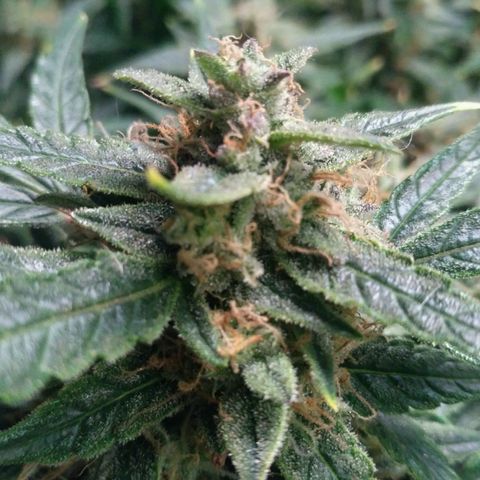 Tutankhamon growlog timeline photo