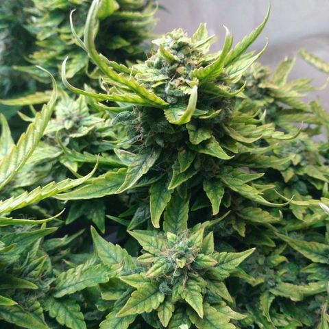 Satori growlog timeline photo