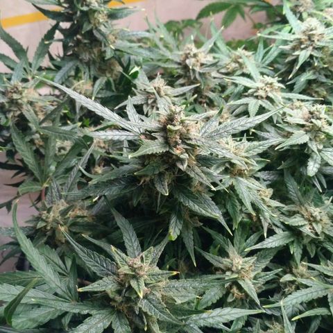 Tutankhamon growlog timeline photo
