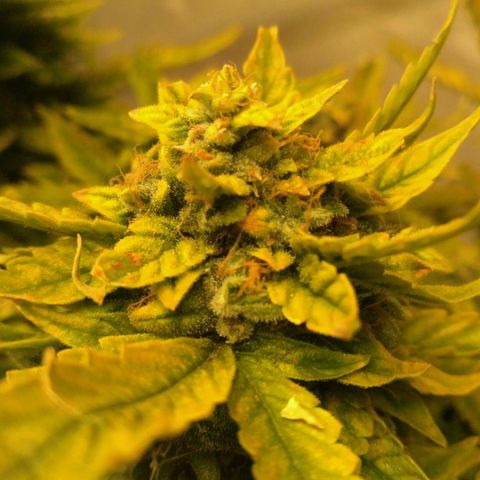 Satori growlog timeline photo