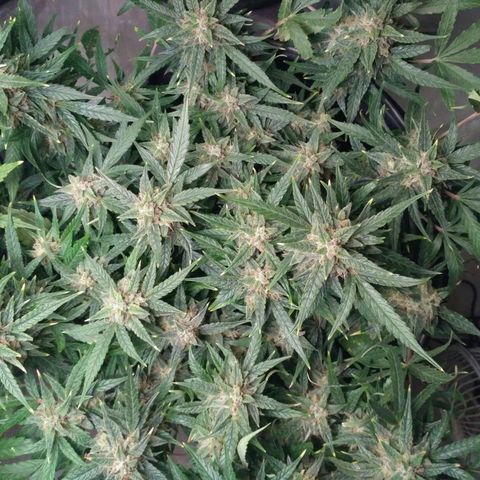 Tutankhamon growlog timeline photo
