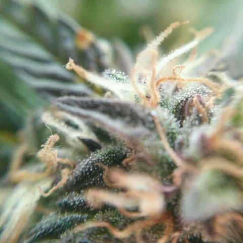 AK 47 Auto growlog timeline photo