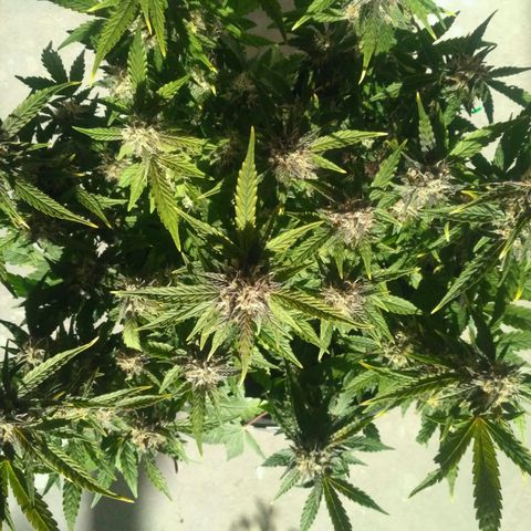 AK 47 Auto growlog timeline photo