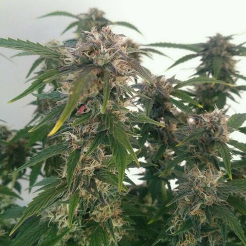 AK 47 Auto growlog timeline photo