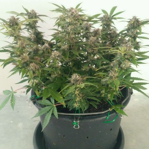 AK 47 Auto growlog timeline photo