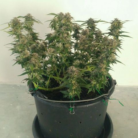 AK 47 Auto growlog timeline photo