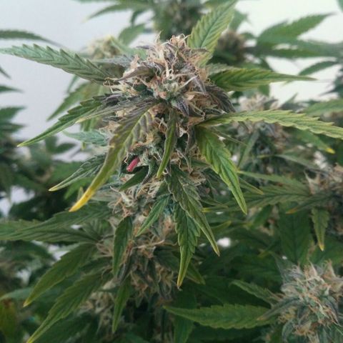 AK 47 Auto growlog timeline photo