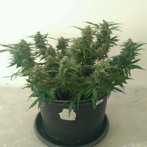 LSD growlog timeline photo