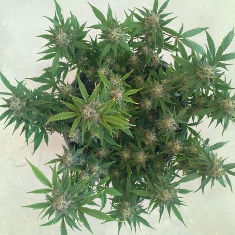 LSD growlog timeline photo