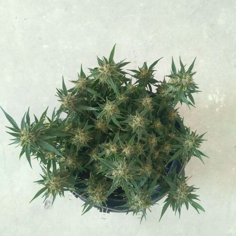 LSD growlog timeline photo