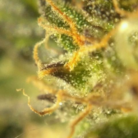 AK 47 Auto growlog timeline photo