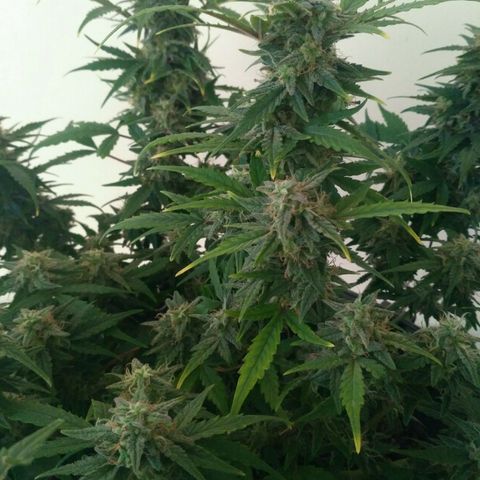 LSD growlog timeline photo