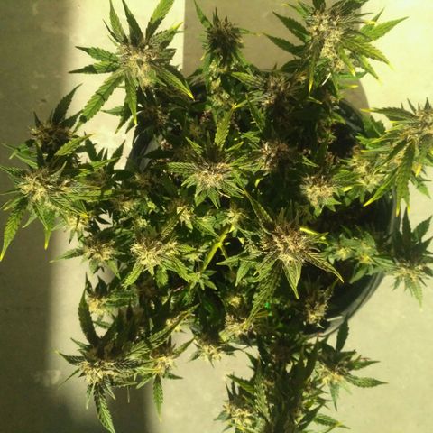 AK 47 Auto growlog timeline photo