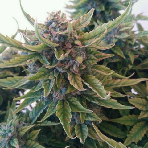 Satori growlog timeline photo