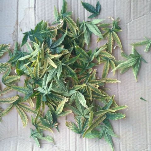 Satori growlog timeline photo