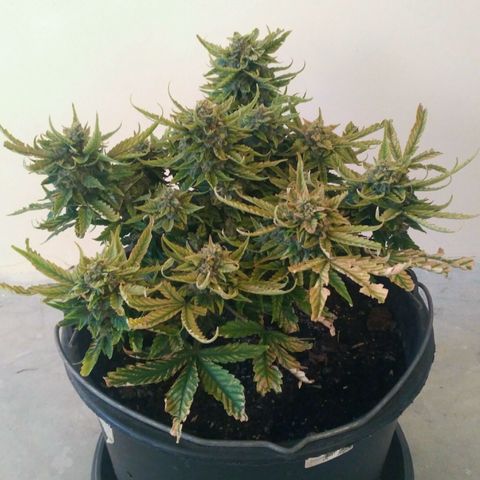 Satori growlog timeline photo
