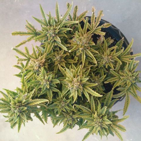 Satori growlog timeline photo