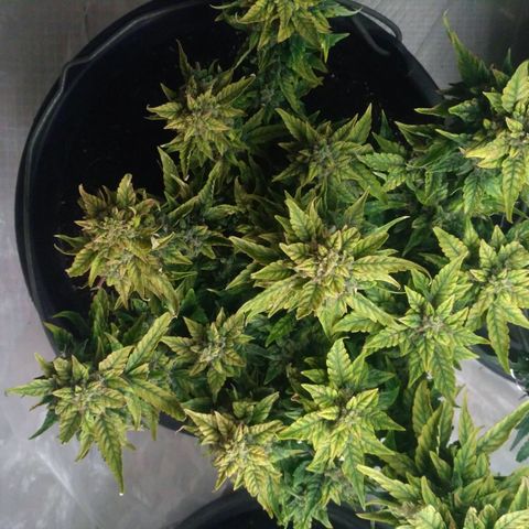 Satori growlog timeline photo